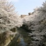早稲田・神田川の桜
