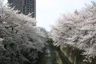 早稲田・神田川の桜