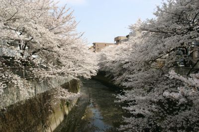 早稲田・神田川の桜