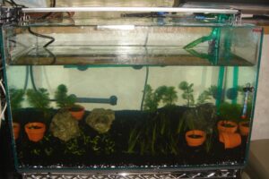 水草水槽 セットアップ直後