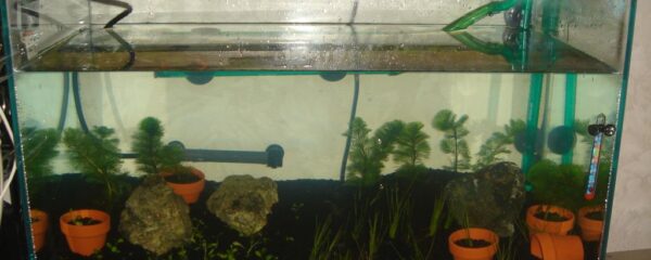 水草水槽 セットアップ直後