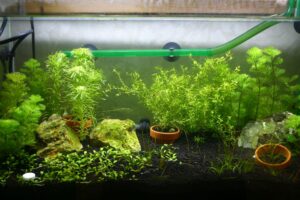 水草水槽にニューパールグラスとトニナを追加